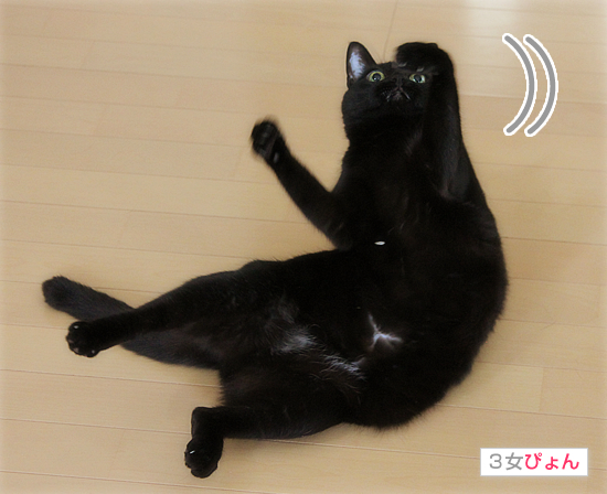 不滅のおもちゃ_a0389088_17401258.jpg