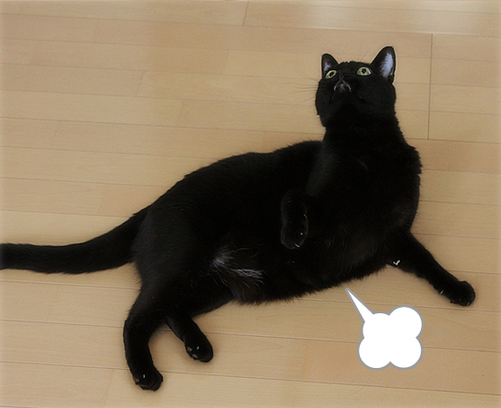 不滅のおもちゃ_a0389088_17401276.jpg