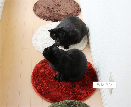4色にそれぞれが!?_a0389088_17401483.jpg