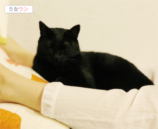 猫にキュン死_a0389088_17401519.jpg