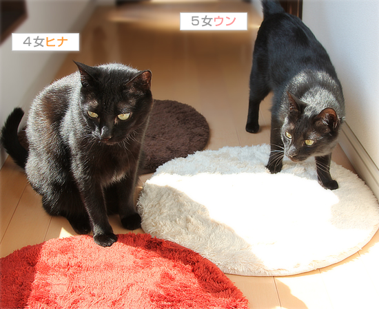 布教活動中！_a0389088_17401633.jpg