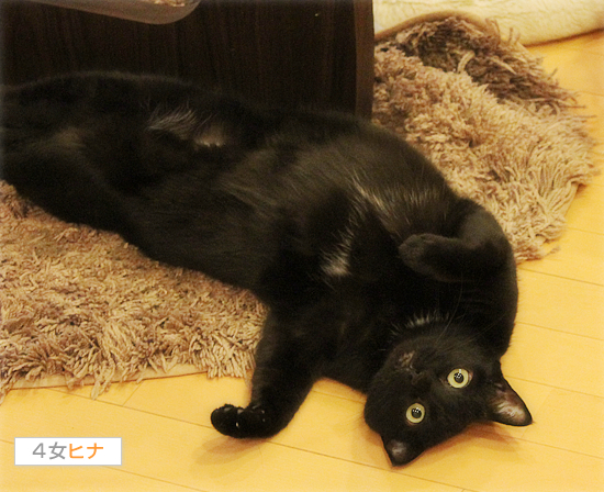 黒猫牧場総選挙?_a0389088_17402108.jpg