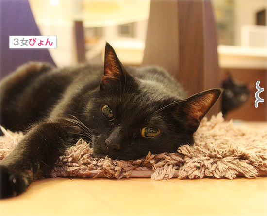 黒猫牧場総選挙?_a0389088_17402130.jpg
