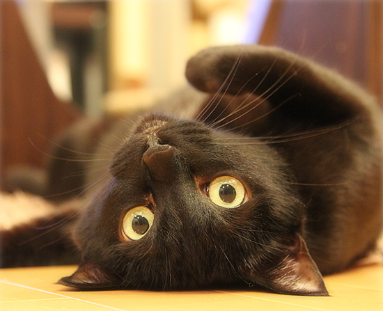 黒猫牧場総選挙?_a0389088_17402138.jpg