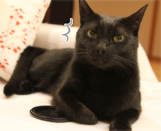 黒猫牧場総選挙?_a0389088_17402285.jpg