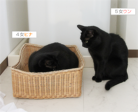 姉と妹、今日も仲良し?_a0389088_17403783.jpg