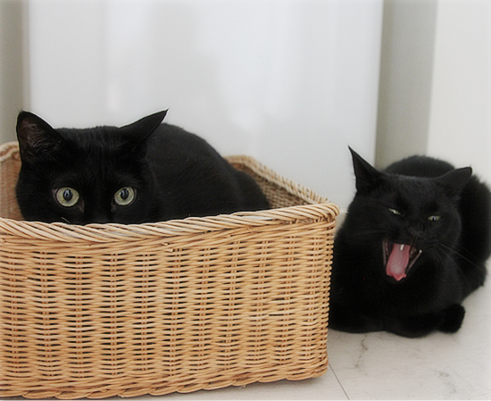 姉と妹、今日も仲良し?_a0389088_17403792.jpg