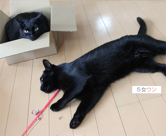 ひきこもり中(※【横浜】行方不明の猫ちゃんを探しています)_a0389088_17404219.jpg