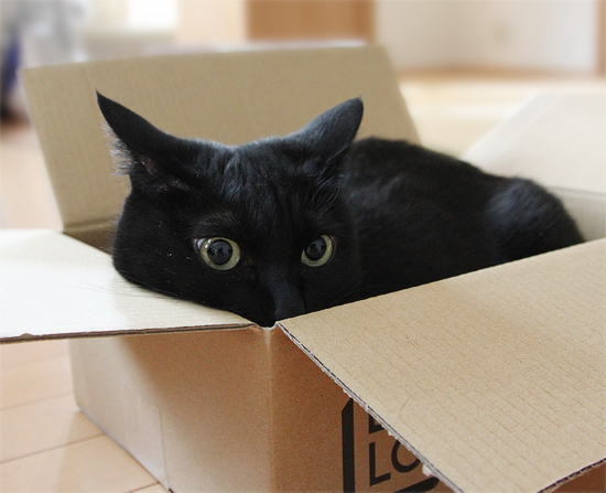 ひきこもり中(※【横浜】行方不明の猫ちゃんを探しています)_a0389088_17404248.jpg