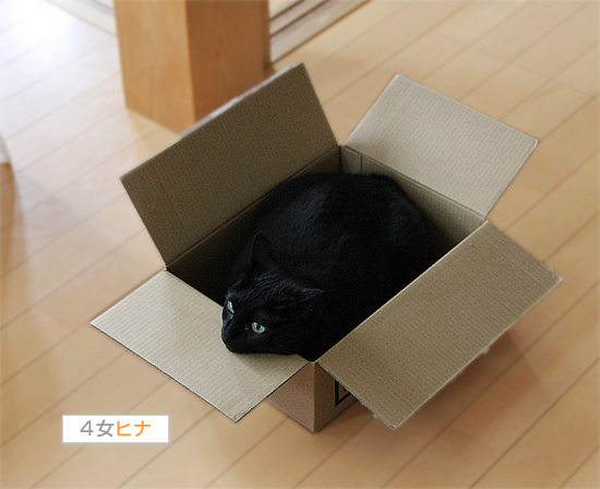 ひきこもり中(※【横浜】行方不明の猫ちゃんを探しています)_a0389088_17404272.jpg