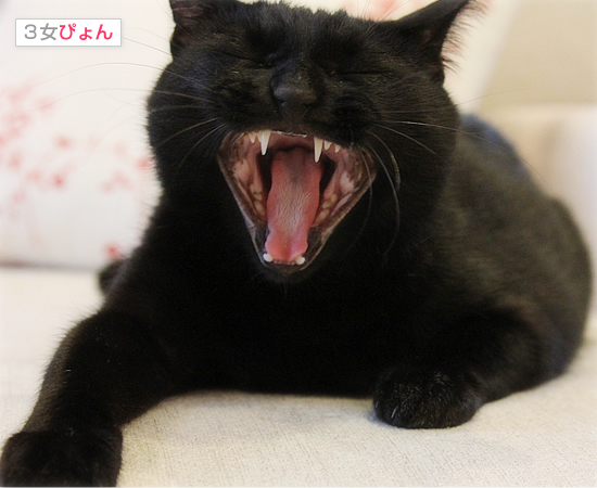 あくびねこページ アクビ猫つくね🐾 (@tsukune216) / X