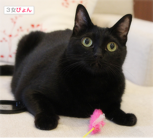 あなたの好きなおもちゃはなあに?_a0389088_17404607.jpg