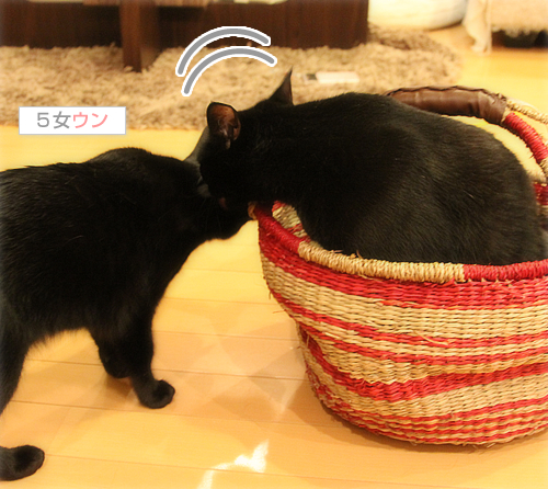 300円ショップで猫グッズ_a0389088_17404707.jpg