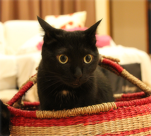 300円ショップで猫グッズ_a0389088_17404736.jpg
