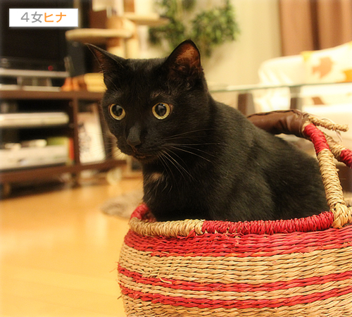 300円ショップで猫グッズ_a0389088_17404740.jpg