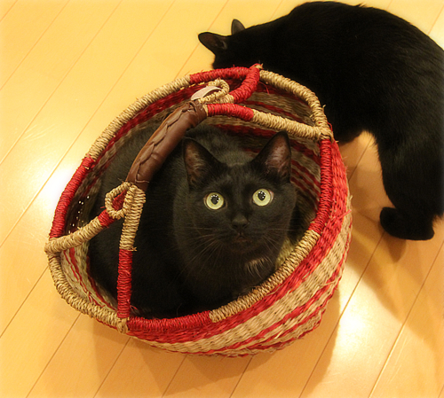 300円ショップで猫グッズ_a0389088_17404772.jpg