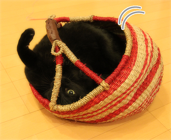 かごねこ(子猫の家族募集中!)_a0389088_17404904.jpg
