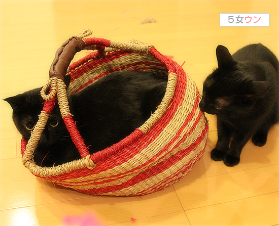 かごねこ(子猫の家族募集中!)_a0389088_17404907.jpg