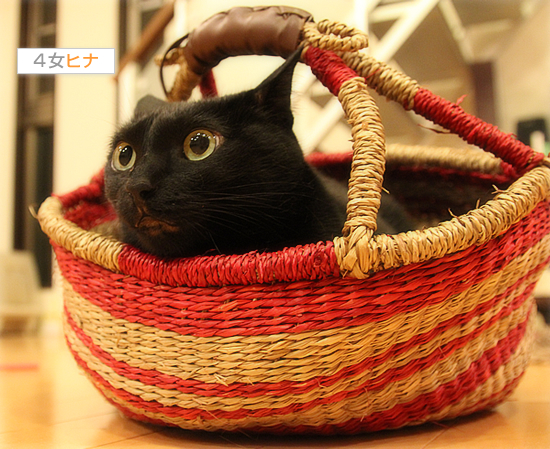 かごねこ(子猫の家族募集中!)_a0389088_17404974.jpg