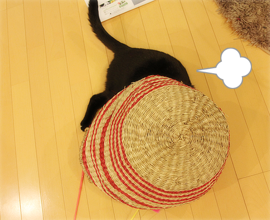 かごねこ(子猫の家族募集中!)_a0389088_17405012.jpg