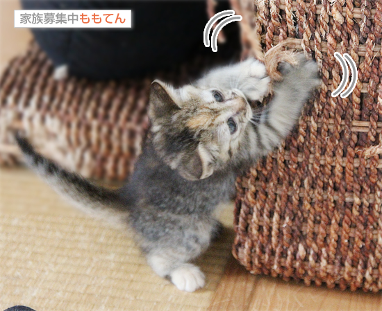 負けず嫌い_a0389088_17411409.jpg