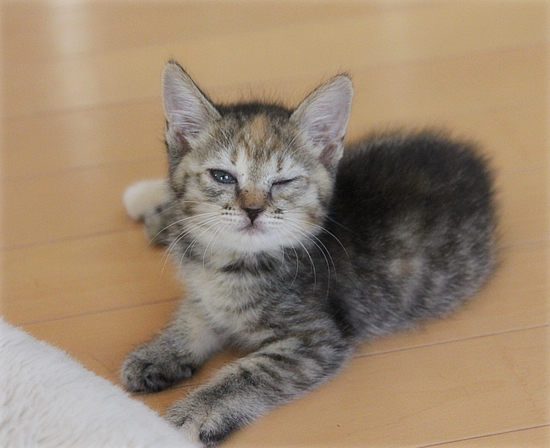グラビアポーズ?_a0389088_17411607.jpg