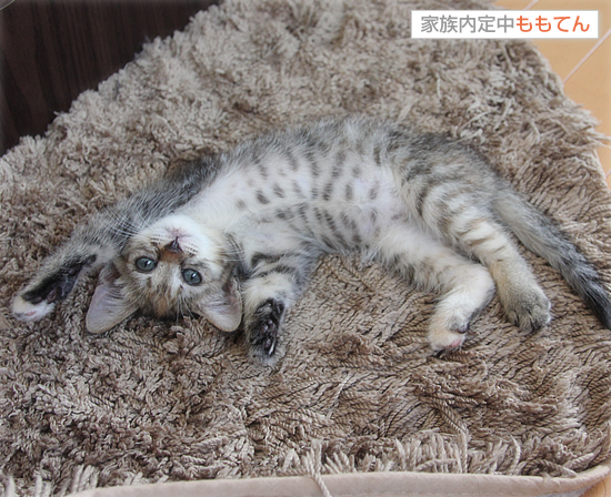 猫猫音頭_a0389088_17411791.jpg