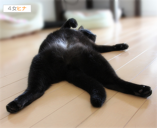 猫猫音頭_a0389088_17411840.jpg