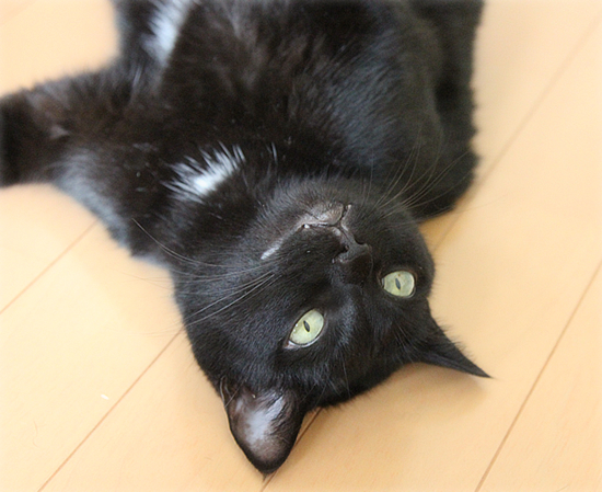 猫猫音頭_a0389088_17411886.jpg