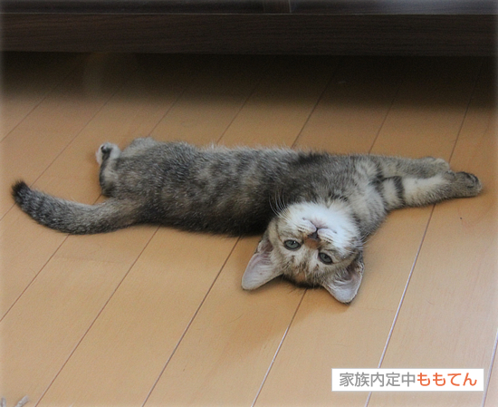 子猫の成長_a0389088_17412102.jpg