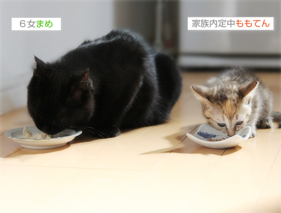 そばにいればね_a0389088_17412157.jpg