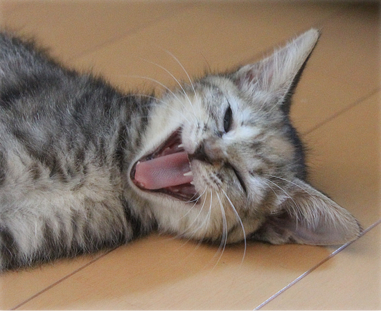 子猫の成長_a0389088_17412204.jpg