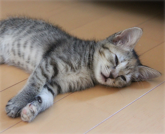 子猫の成長_a0389088_17412214.jpg