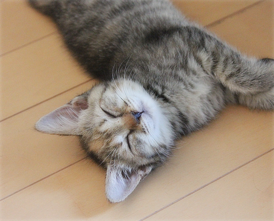 子猫の成長_a0389088_17412248.jpg