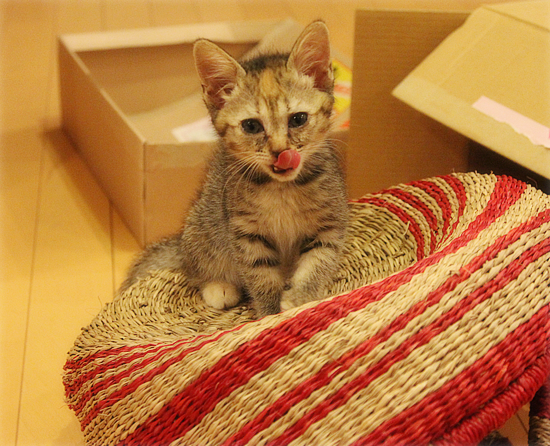 くろねこ先生_a0389088_17412350.jpg