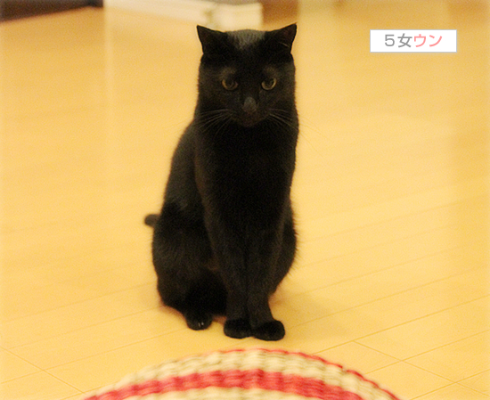 くろねこ先生_a0389088_17412358.jpg