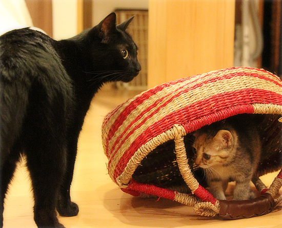 くろねこ先生_a0389088_17415499.jpg