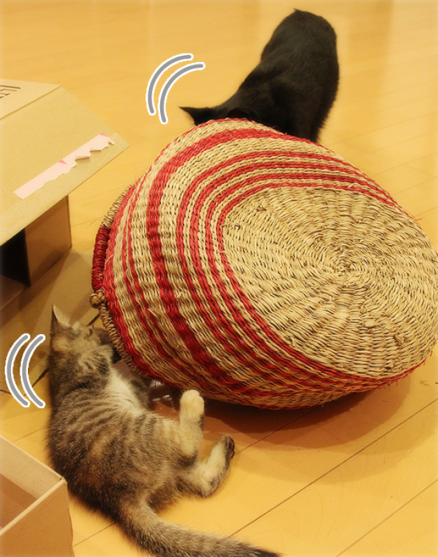 くろねこ先生_a0389088_17415526.jpg