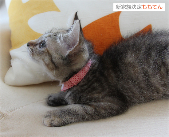 子猫の首輪トレーニング_a0389088_17415815.jpg