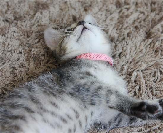 子猫の首輪トレーニング_a0389088_17415840.jpg