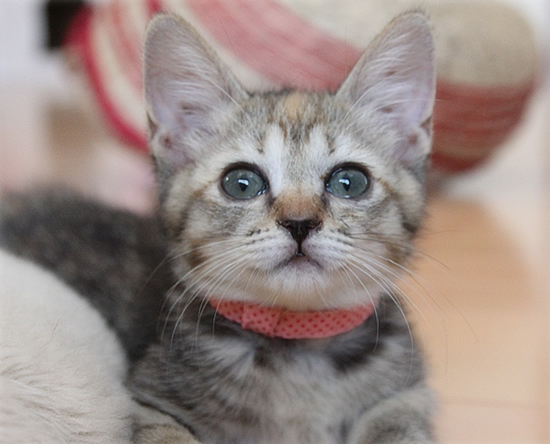 子猫の首輪トレーニング_a0389088_17415885.jpg