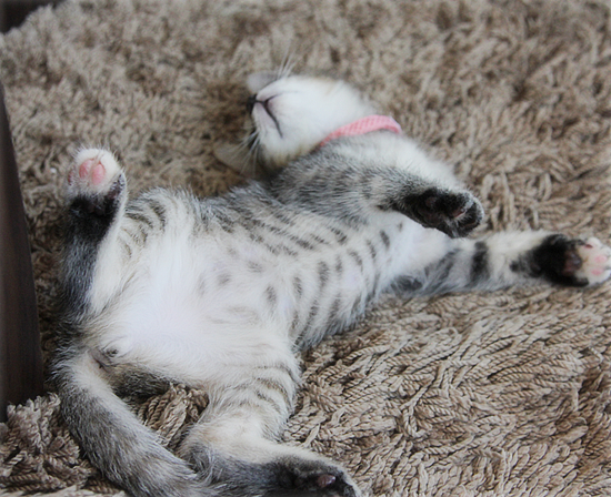 子猫の首輪トレーニング_a0389088_17415930.jpg