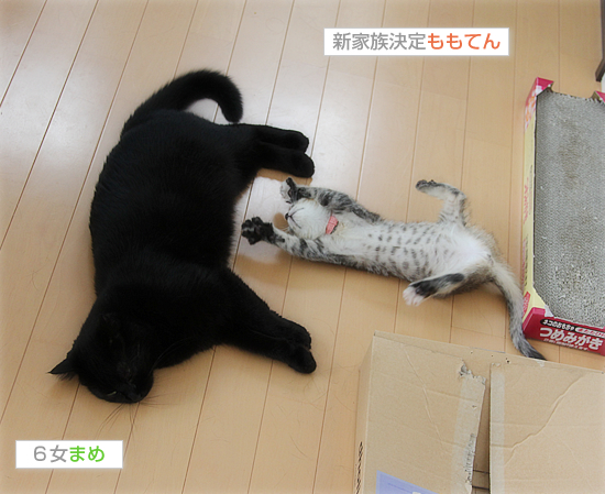 猫同士だからできる教育_a0389088_17420061.jpg