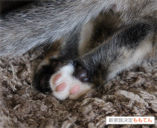 子猫スイーツ_a0389088_17420122.jpg