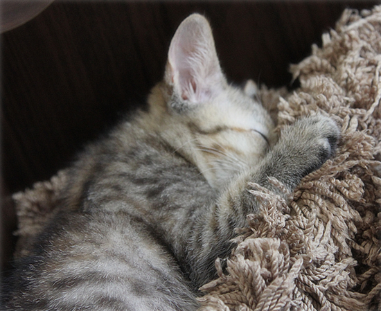 子猫スイーツ_a0389088_17420129.jpg