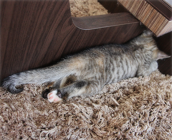 子猫スイーツ_a0389088_17420151.jpg