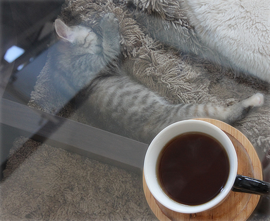 子猫スイーツ_a0389088_17420177.jpg