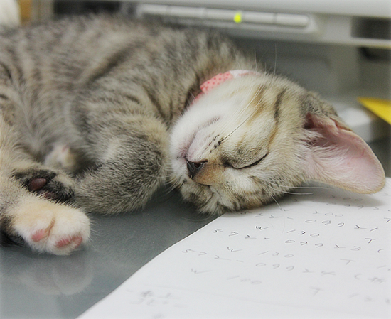 猫、生える_a0389088_17420706.jpg