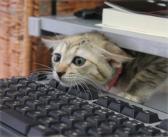 猫、生える_a0389088_17420713.jpg