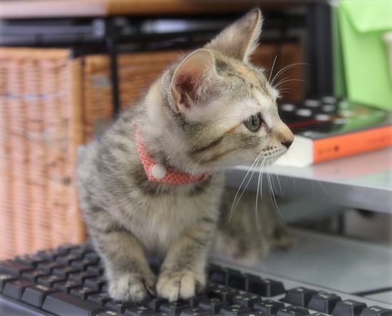 猫、生える_a0389088_17420727.jpg